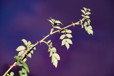Low angle view of plant against sky