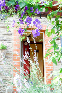 Flowering plants on wall of building