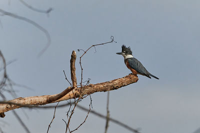 Bandit kingfisher in tree