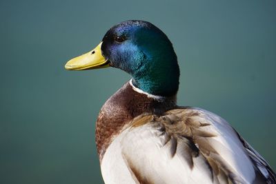 Close-up of a bird