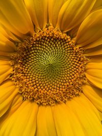 Full frame shot of sunflower blooming outdoors