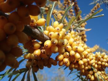 Low angle view of fruits growing on tree