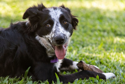 Close-up portrait of dog on field