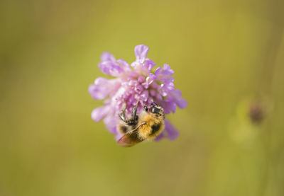 Close-up of honey bee pollinating on white flower