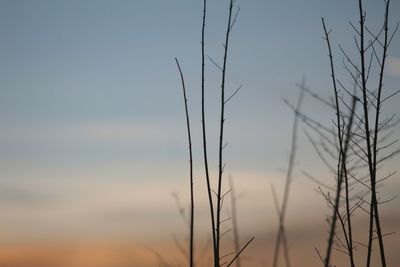 Low angle view of silhouette plants against sunset sky