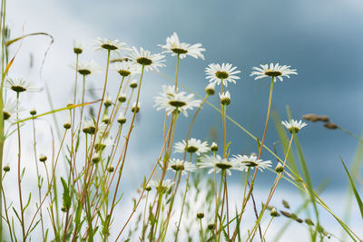 Close-up of cosmos flowers blooming against sky