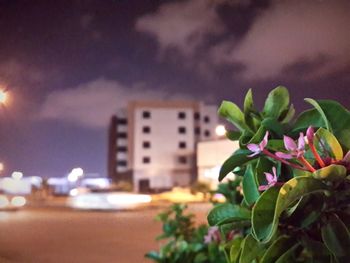 Close-up of plant against sky