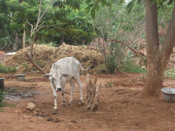 Cow grazing on field