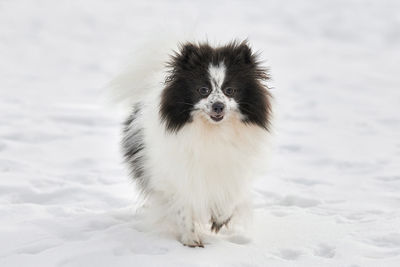 Portrait of dog on snow covered field