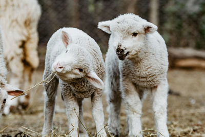 Sheep in a farm