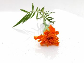 Close-up of flower over white background