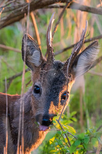 Close-up of deer
