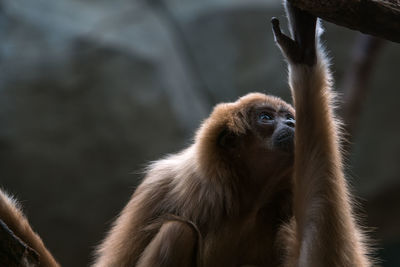 Close-up of a monkey looking away