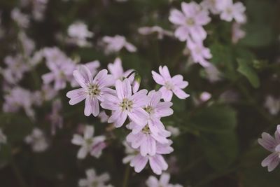 Close-up of flowers blooming outdoors