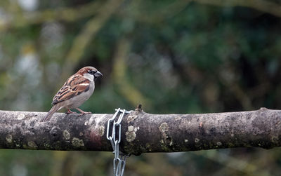 Close-up of male sparrow perching on branch