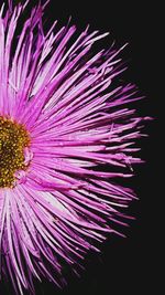 Close-up of purple flower at night