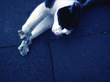 High angle view of cat sleeping