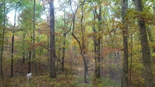 Trees in forest