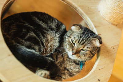 High angle view of a cat in basket