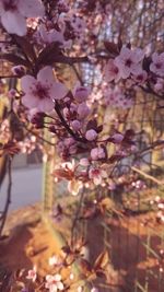 Close-up of cherry blossoms in spring