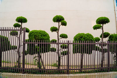 Plants growing by fence against wall