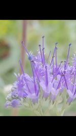 Close-up of flowers blooming outdoors