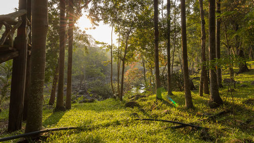 Trees in forest