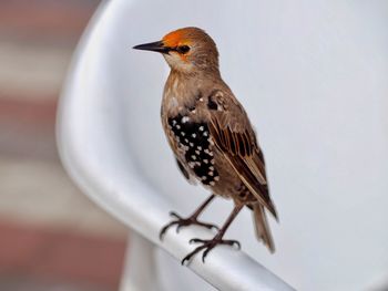 Close-up of bird perching