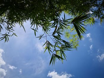 Low angle view of palm tree against blue sky