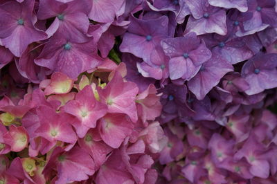 Full frame shot of pink flowers