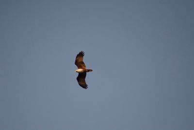 Low angle view of eagle flying against sky