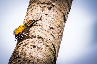 Low angle view of a bird against the sky