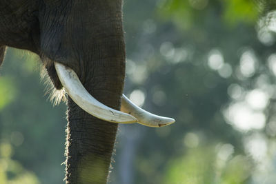 Close-up of elephant