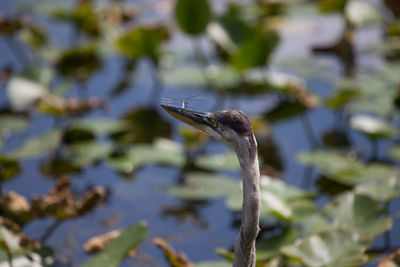 Close-up of bird against water