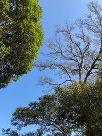 Low angle view of tree against clear sky