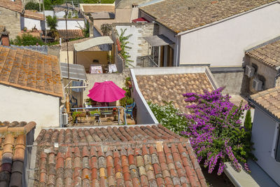 High angle view of pink flowering plants outside building