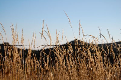 Crops growing on field against clear sky