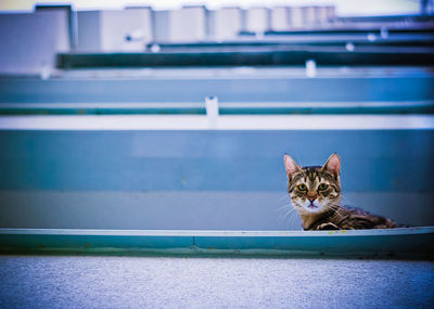 Portrait of cat sitting outdoors