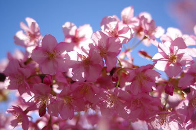 Low angle view of cherry blossoms against sky