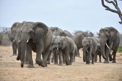 Elephant walking in a field