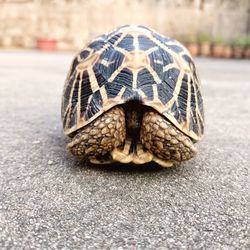 turtle