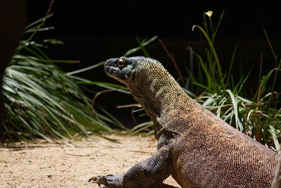 Close-up of lizard