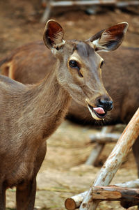 Deer standing on field