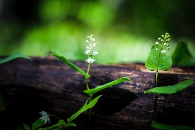 Close-up of plant