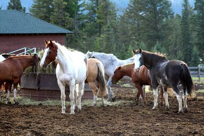 Horses standing at ranch