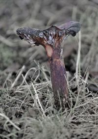 Close-up of mushroom in grass