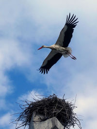 white stork