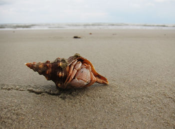 Close-up of crab on beach