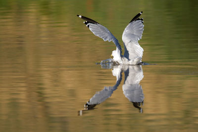 Ring billed gull swimming on lake