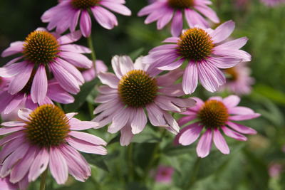 Close-up of white daisy flowers